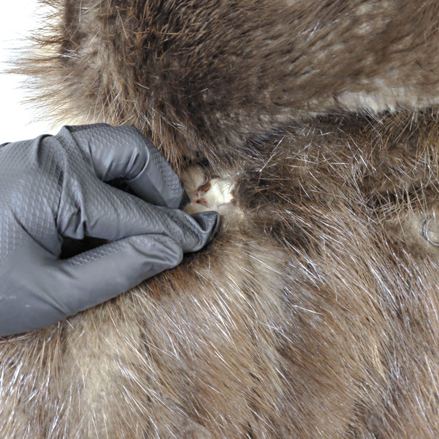 Beaver Coat with Detachable Hood- Size M