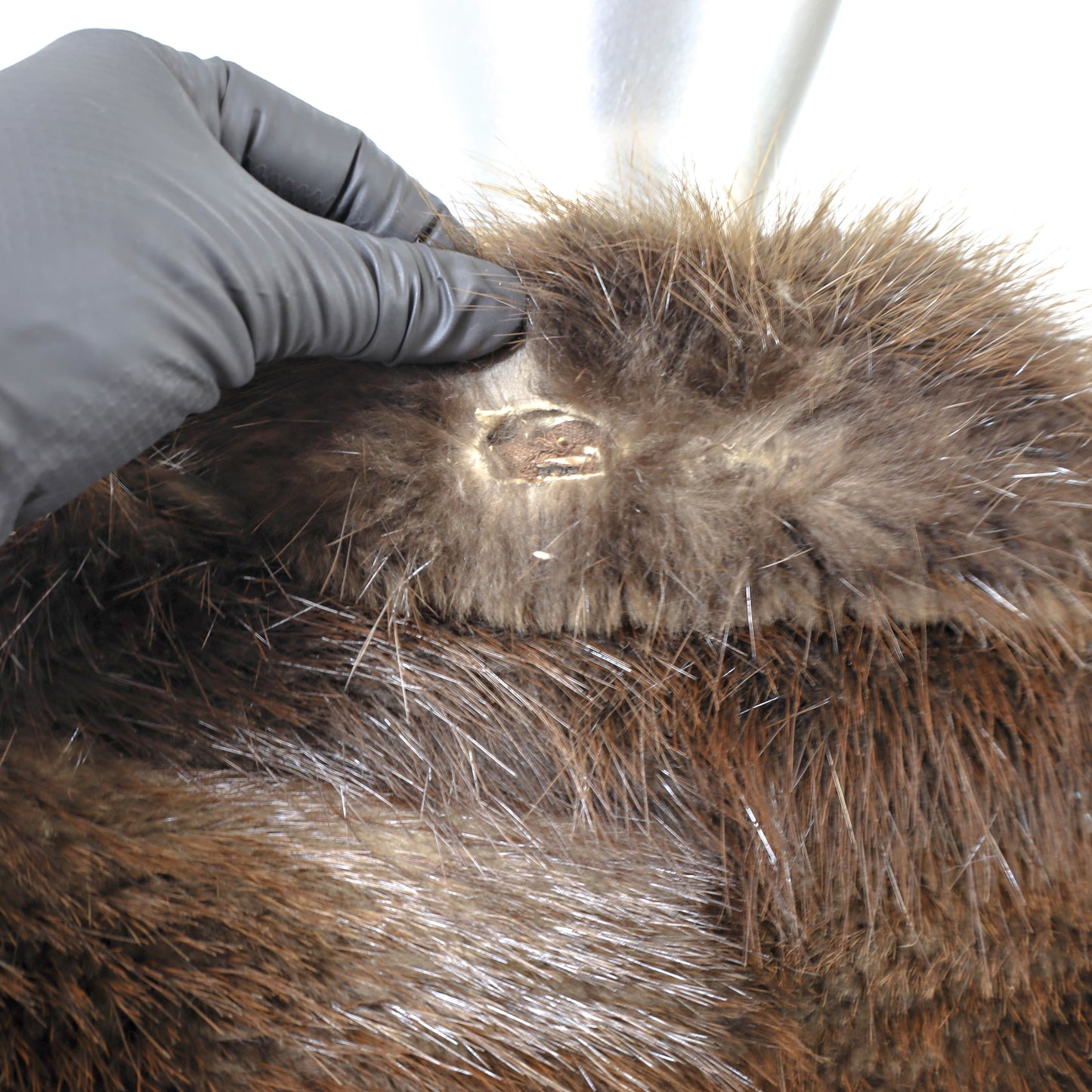 Brown Beaver Coat- Size M