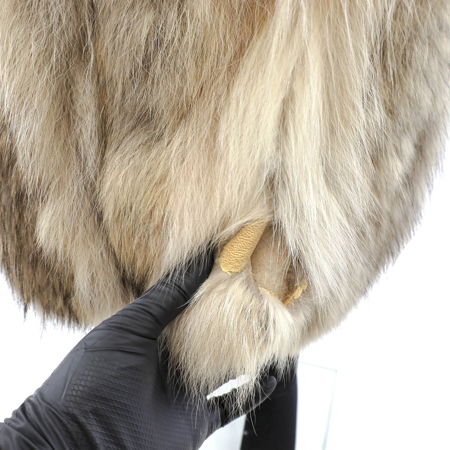 Coyote Coat- Size M