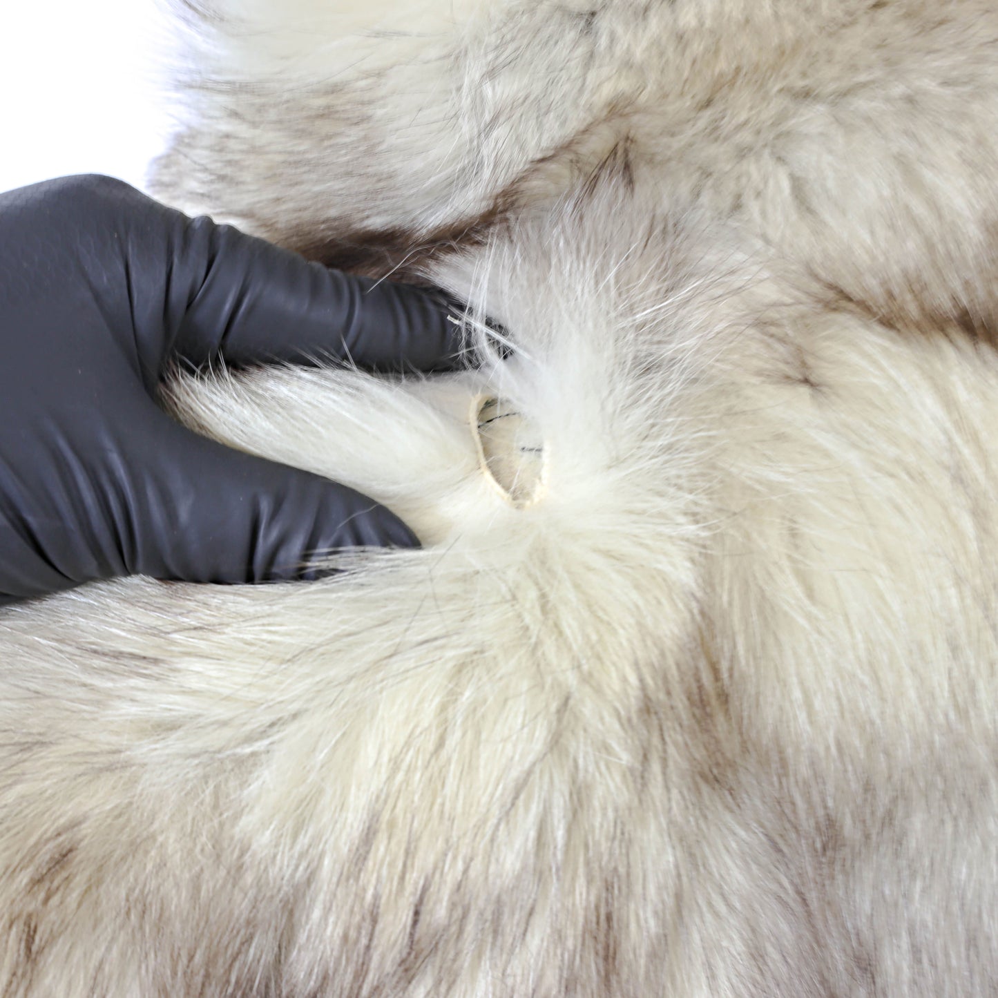 Blue Fox Coat- Size M
