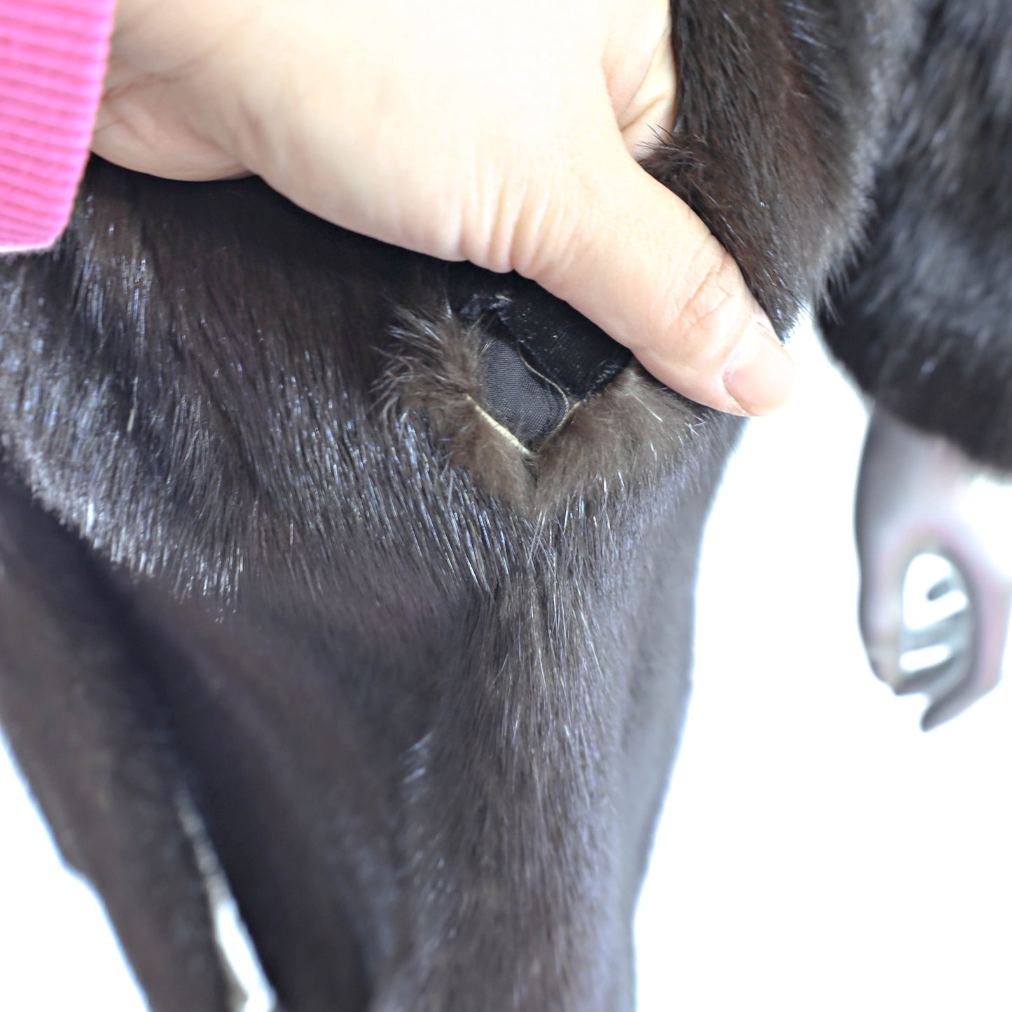 Dark Brown Mink Coat with Sable Collar and Cuffs- Size S