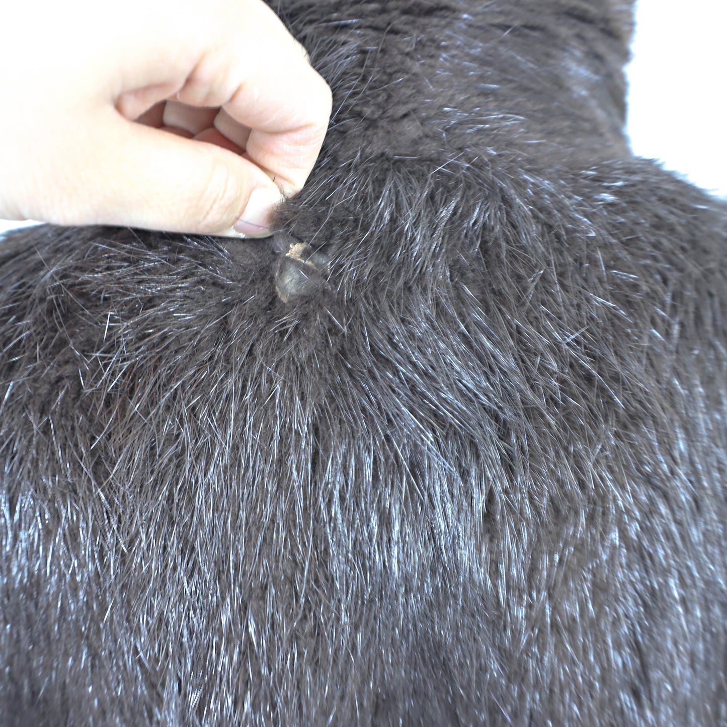 Nutria Coat- Size XXL