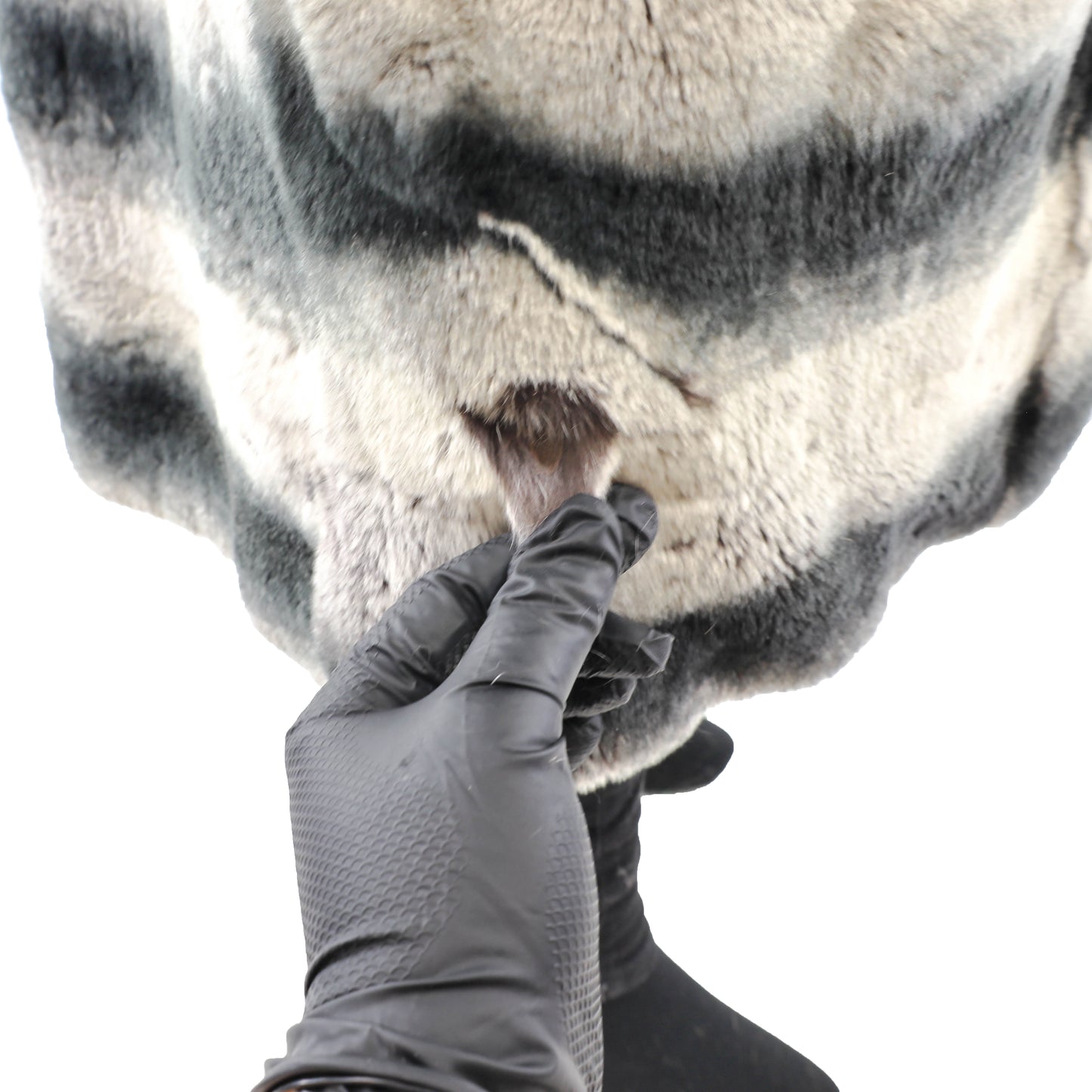 Hooded Reversible Rex Rabbit Coat- Size L