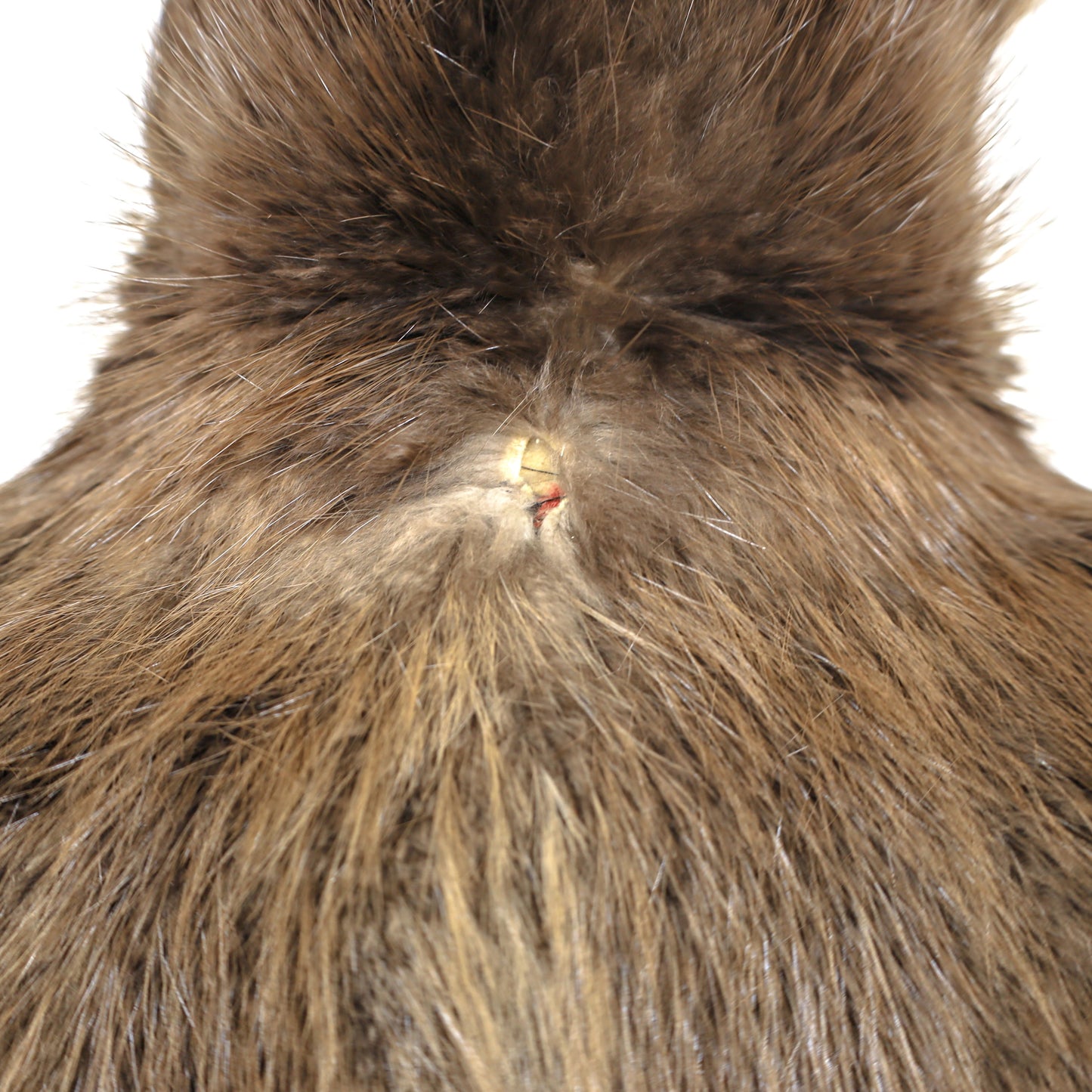 Long Hair Beaver Coat- Size M