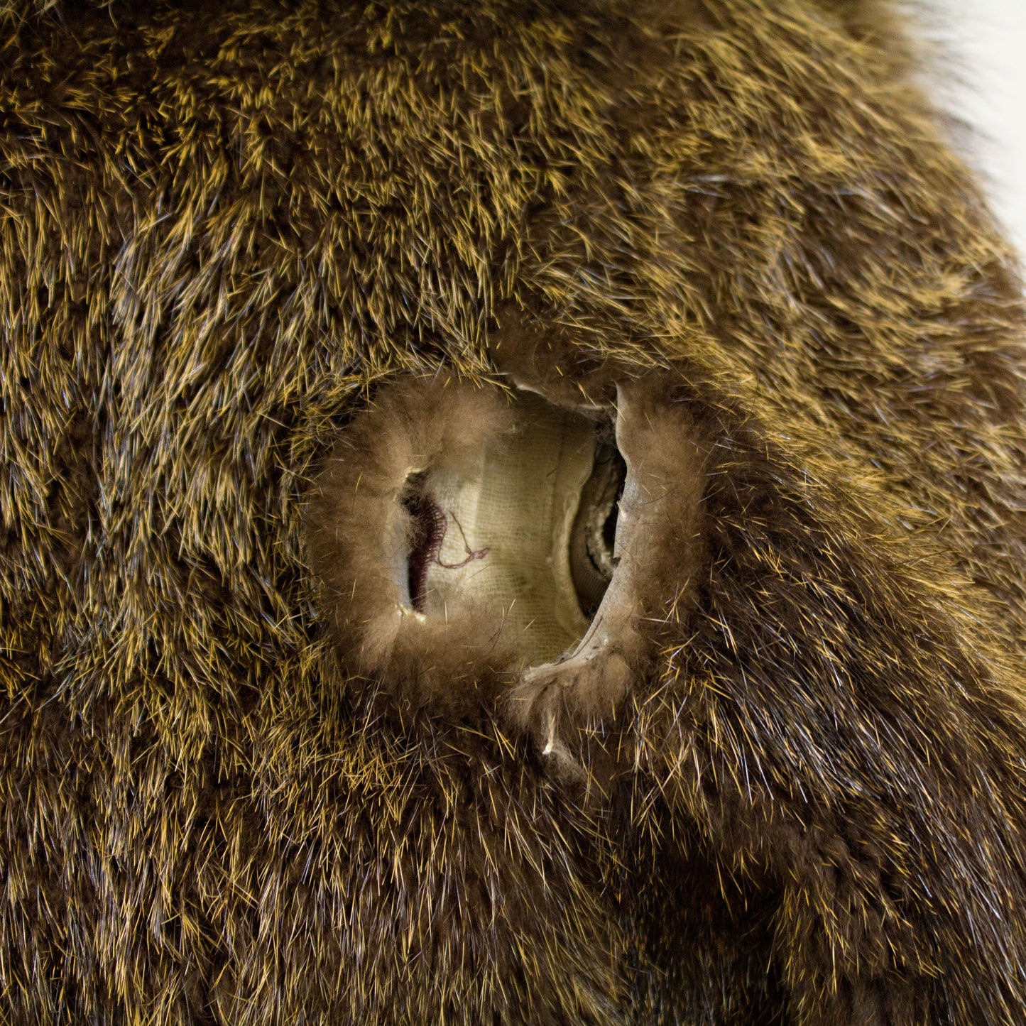 Muskrat with Raccoon Collar Coat- Size XS