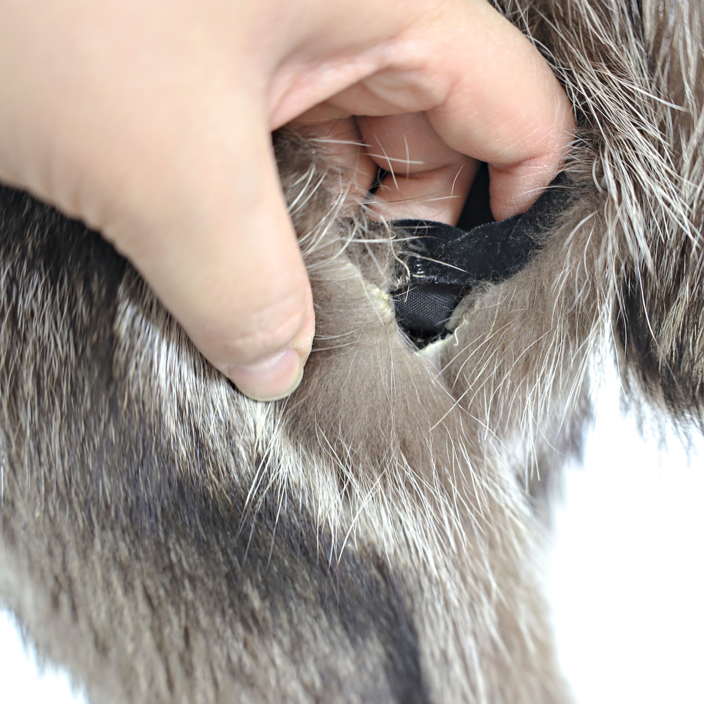 Raccoon Coat- Size S