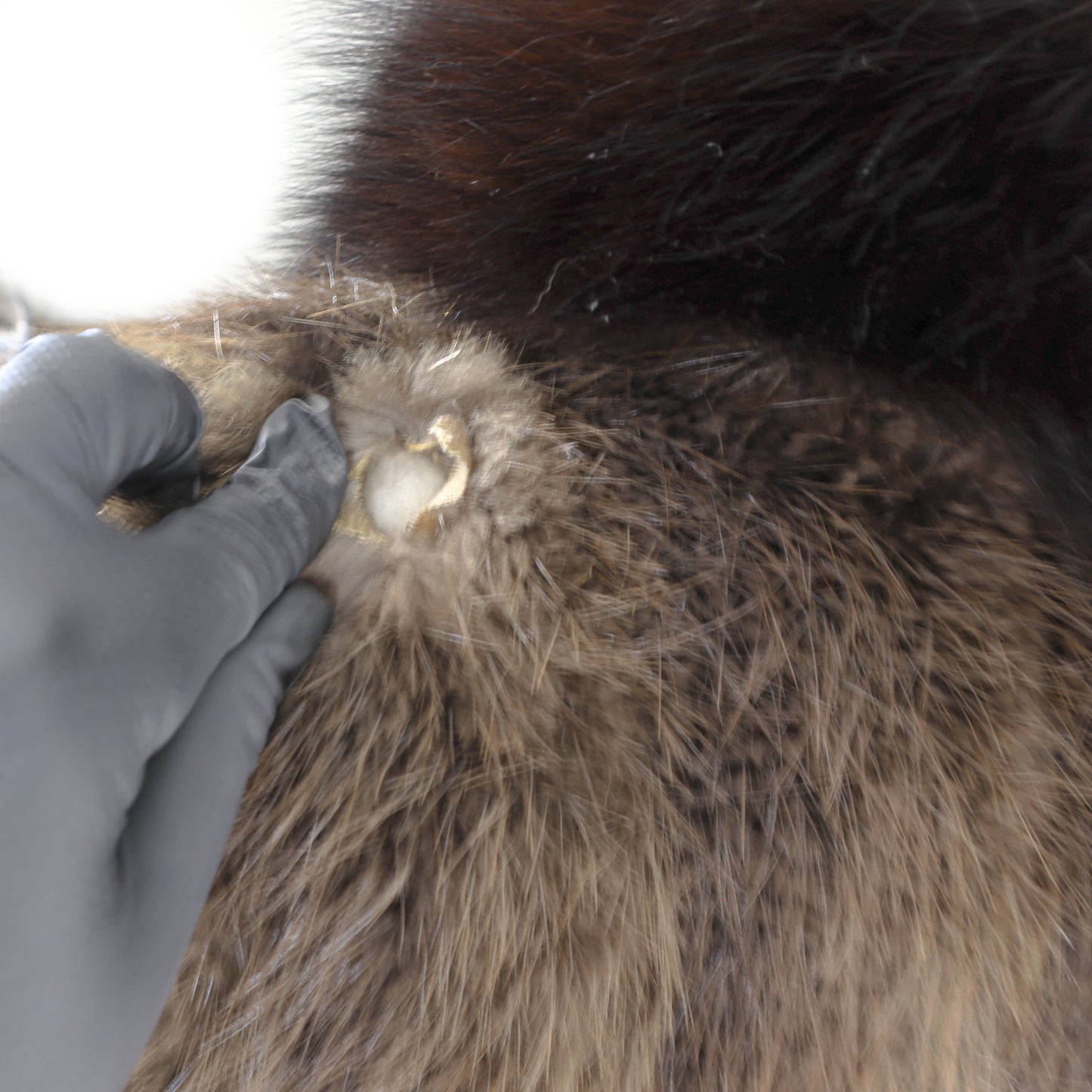 Beaver Coat with Fox Tuxedo- Size XXXL