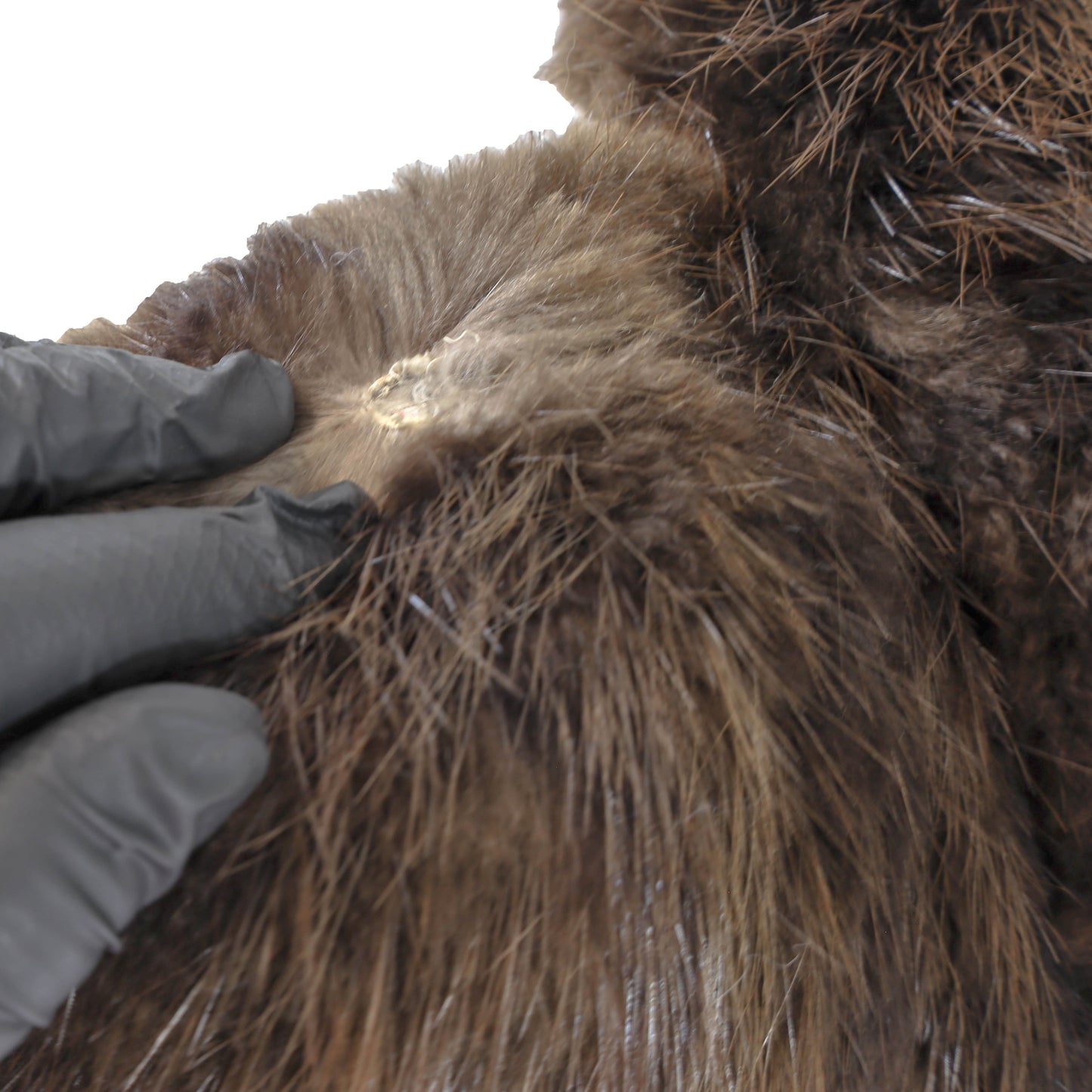 Brown Beaver Coat- Size M