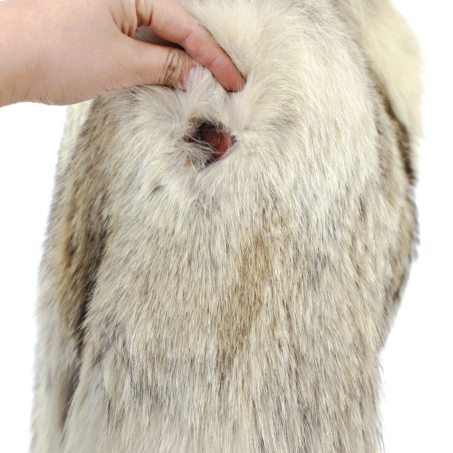 Coyote Coat- Size S