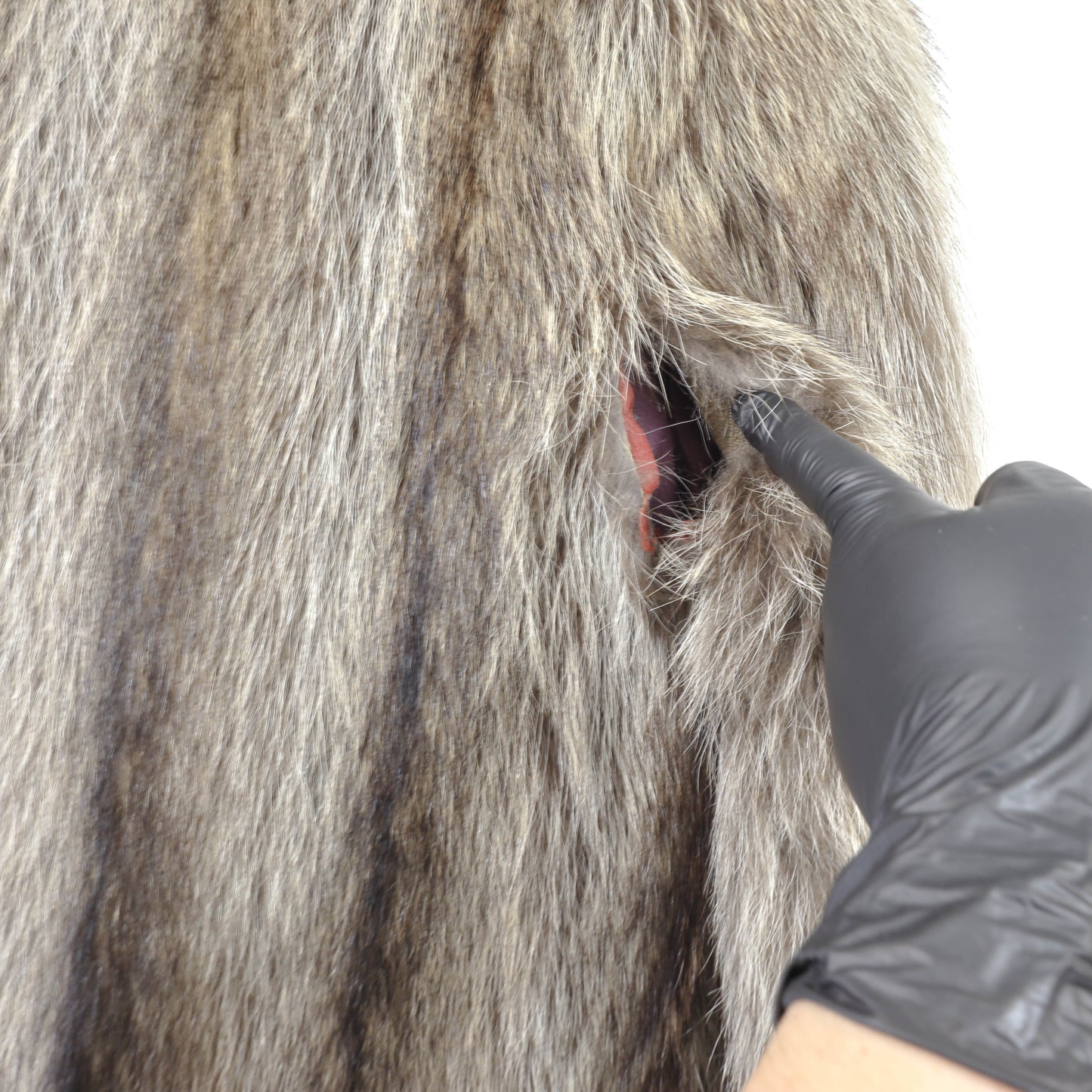 Raccoon Coat- Size L