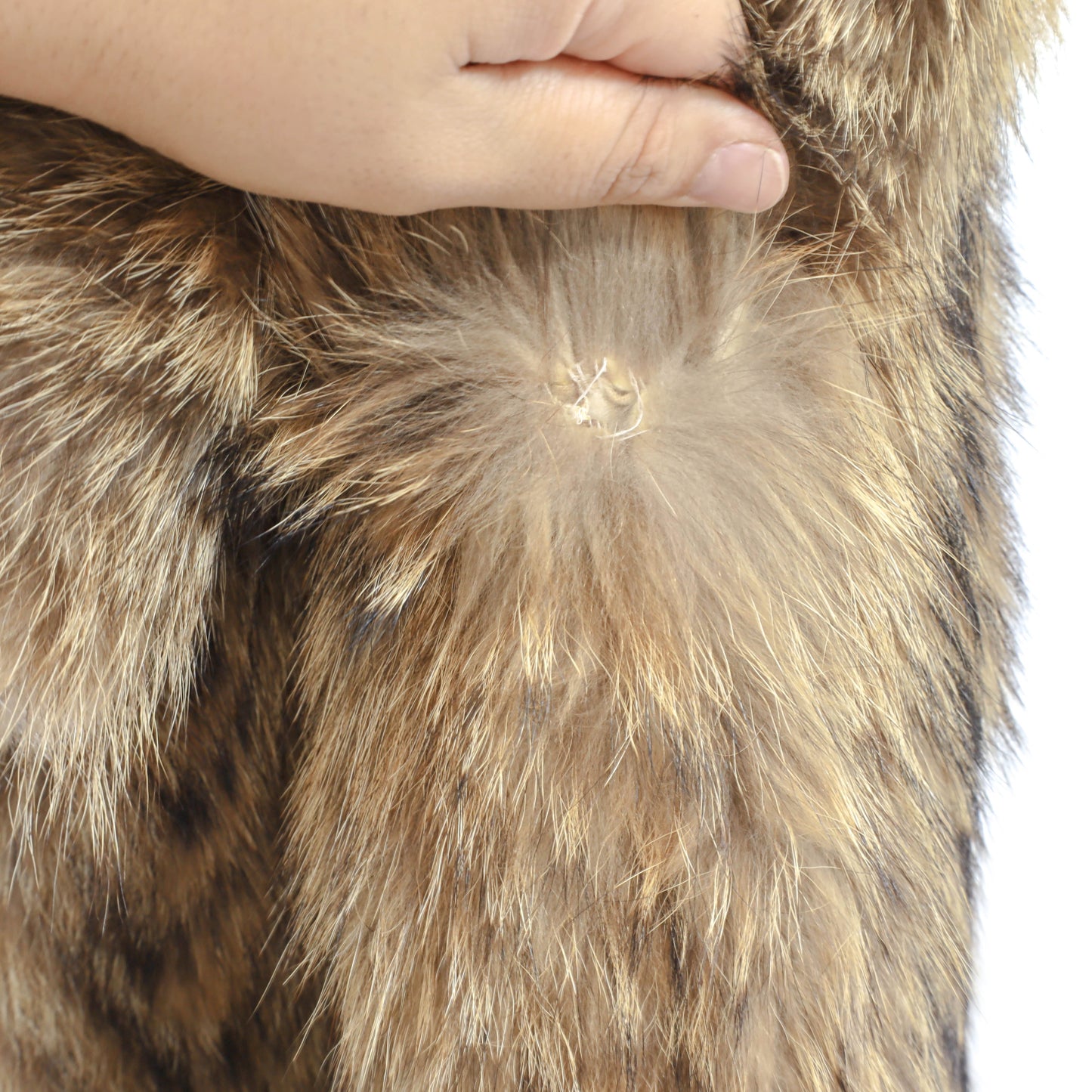 Raccoon Coat- Size XL