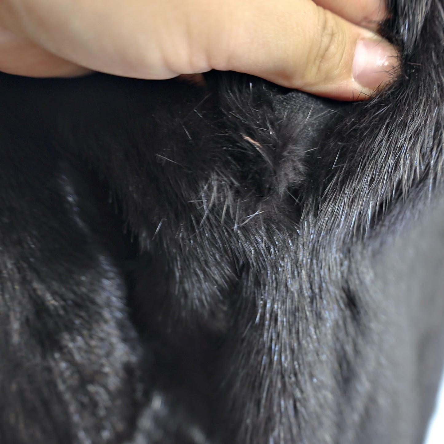 Black Mink Coat- Size M