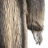 products/raccooncoat-39574.jpg