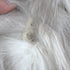 products/sectionfoxcoat-25212.jpg