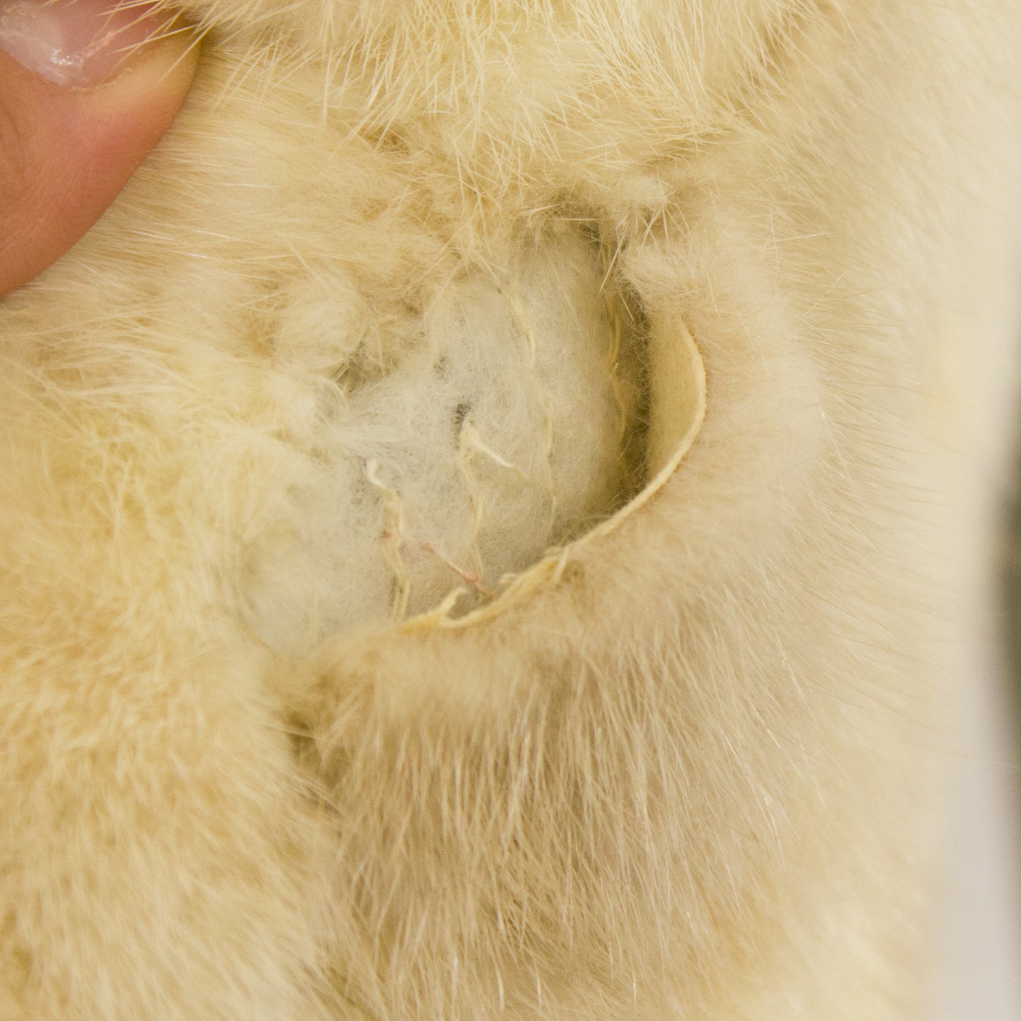 Section Mink 7/8 Coat- Size XXS